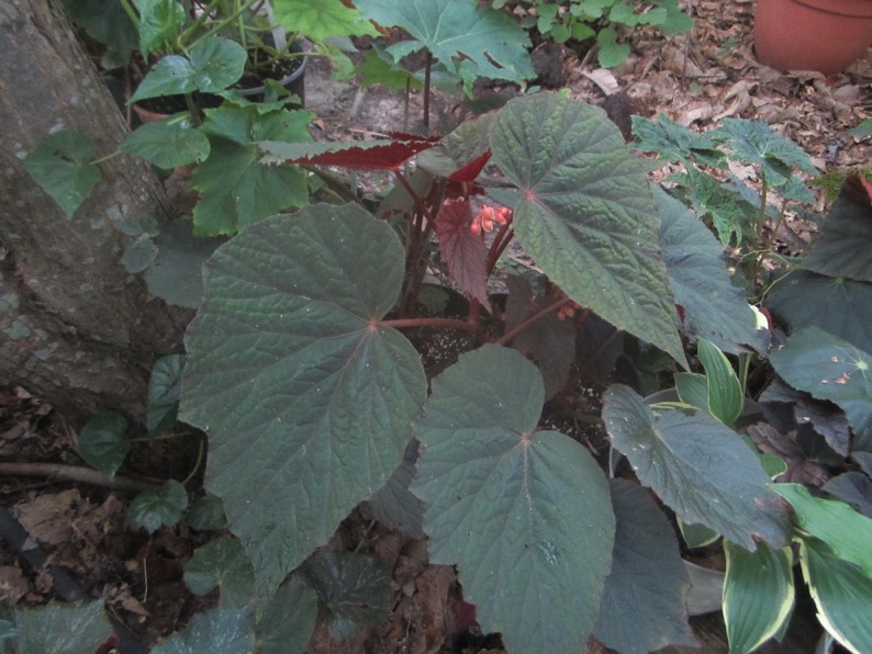B. ‘Merlot’